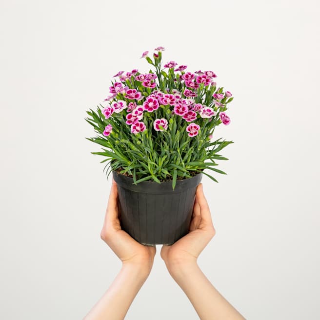 Winterharte Balkonpflanzen kaufen BLUME2000