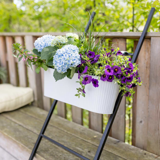 42+ Hortensien Blume 2000, Das dachte sich auch die waldhortensie