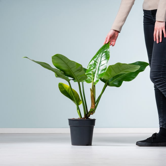 Philodendron 'Imperial Green' M