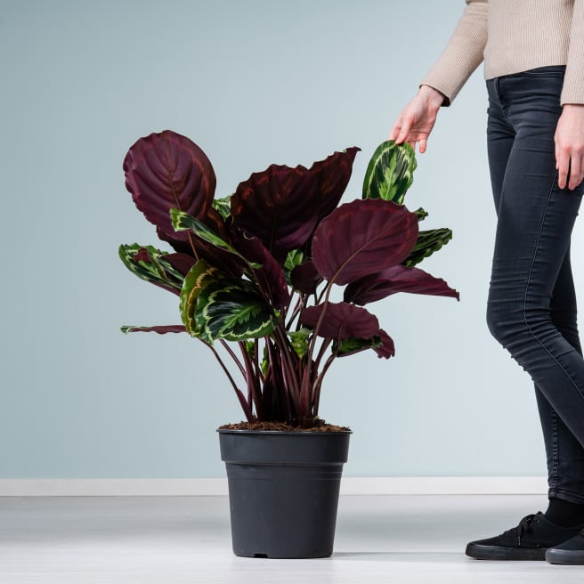 Calathea Infos, Pflegetipps & mehr BLUME2000