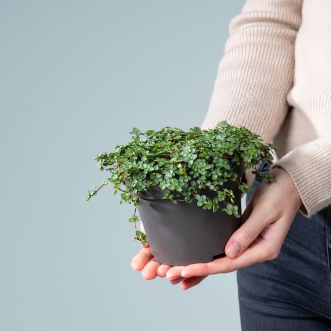 BIO Pilea 'Glauca'