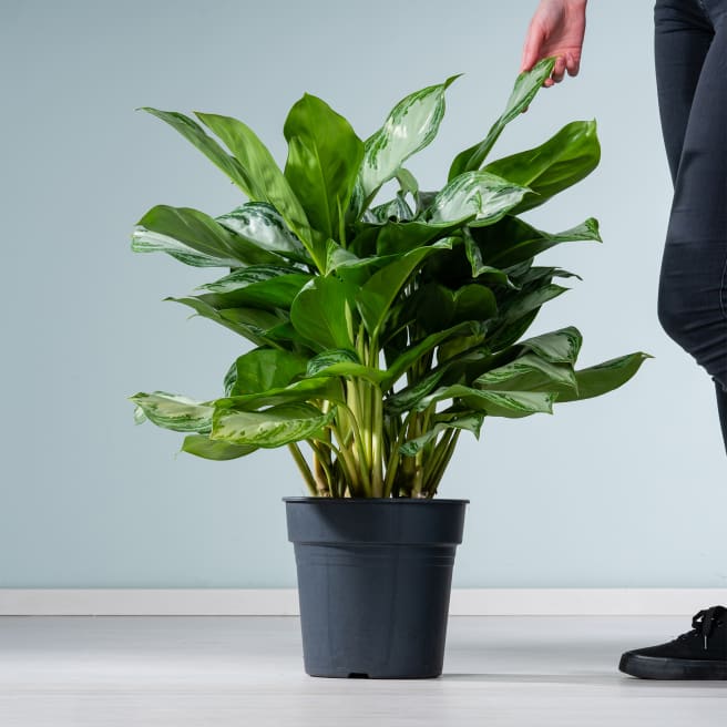 Aglaonema 'Silver Moon'