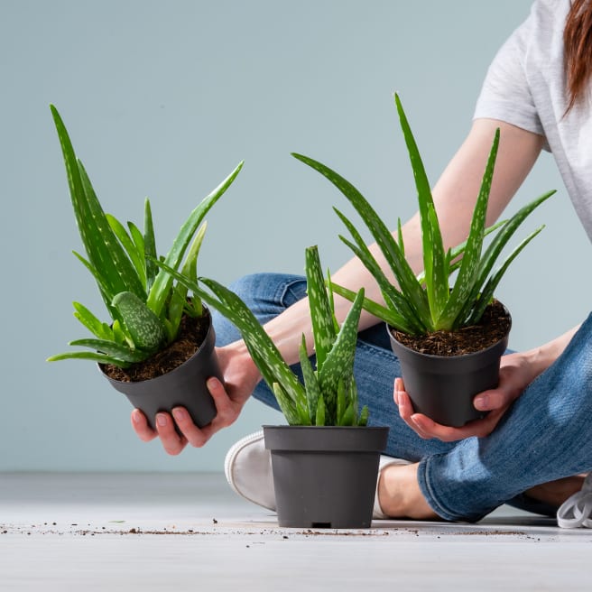 | Kakteen BLUME2000 & Sukkulenten 🌵 kaufen