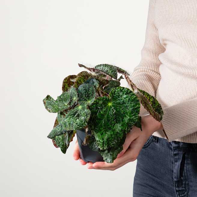 Seltene Zimmerpflanzen online kaufen BLUME2000