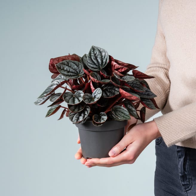 Peperomia 'Caracas'