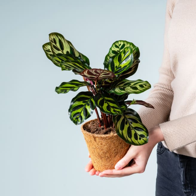 Calathea 'Makoyana' - plastikfrei