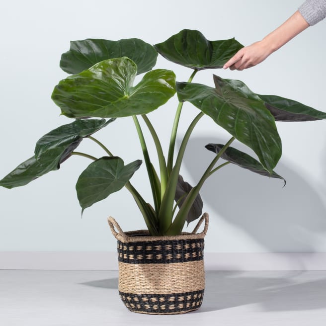 Alocasia 'Wentii'