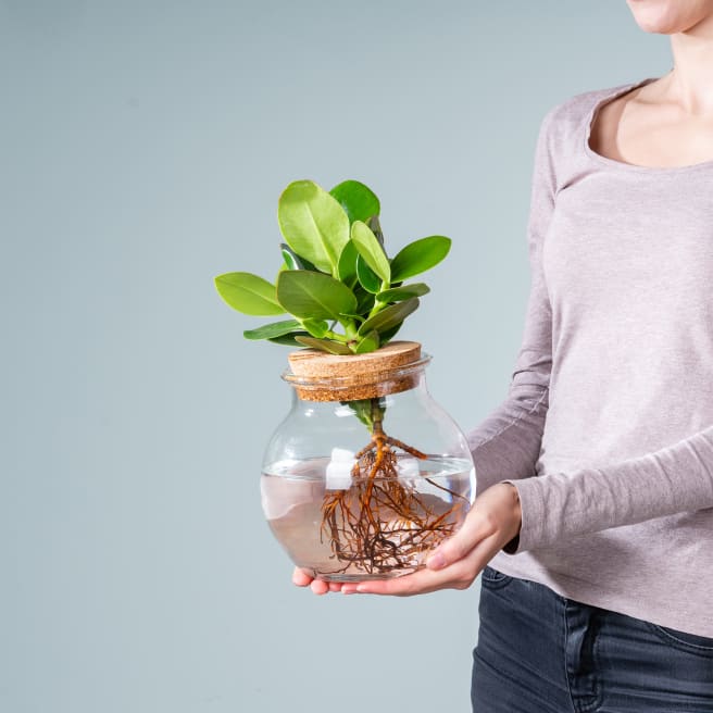 Waterplant Balsamapfel 'Rosea' im Glas