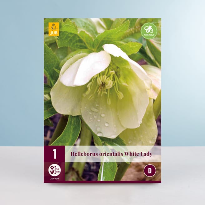 Blumensamen kaufen Saatgut BLUME2000