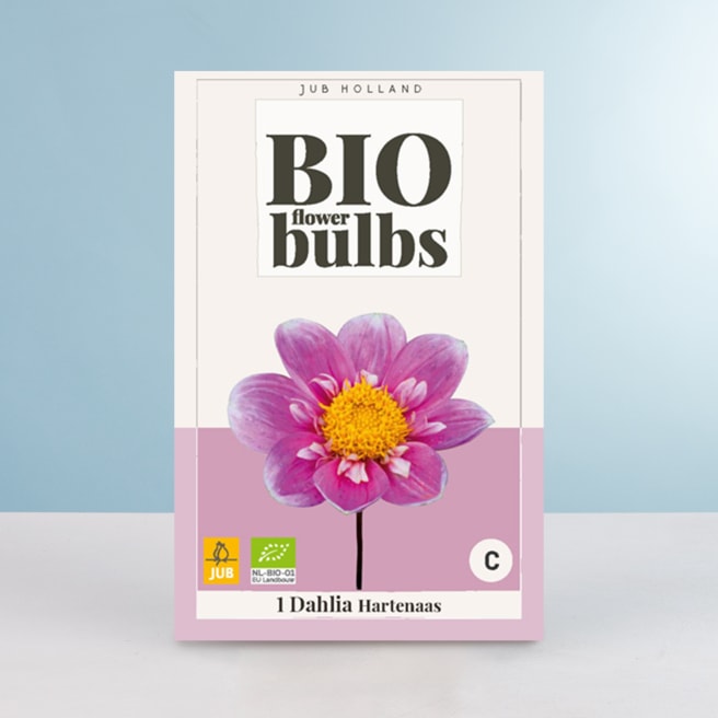 BIO Dahlie 'Hartenaas' - Knolle