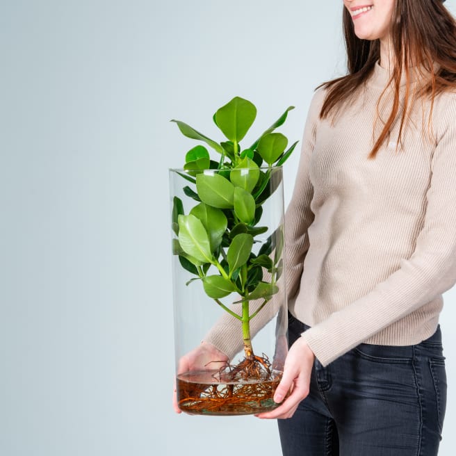 Waterplant Balsamapfel 'Rosea' im Zylinderglas XXL