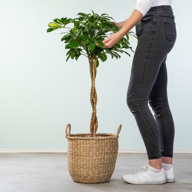 Schefflera 'Gold Capella'