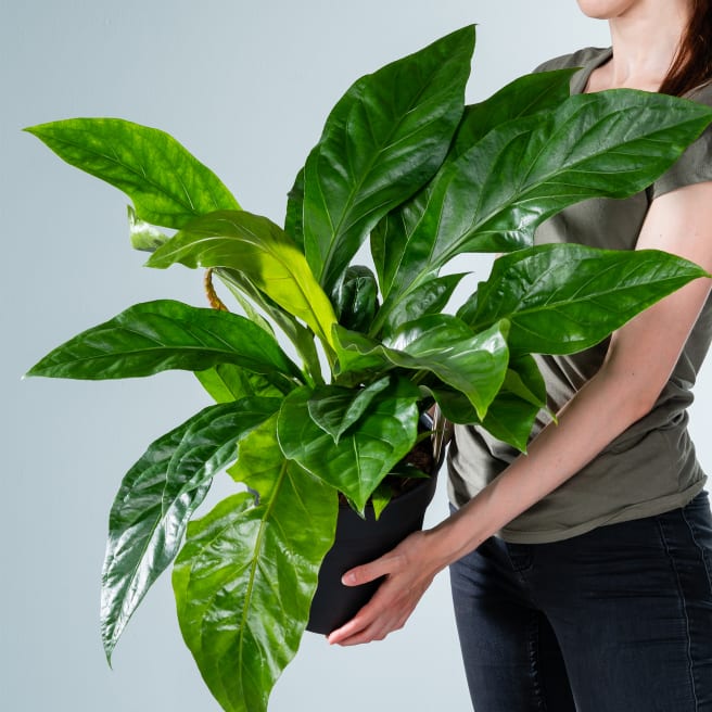 Aglaonema 'Silver Bay' L