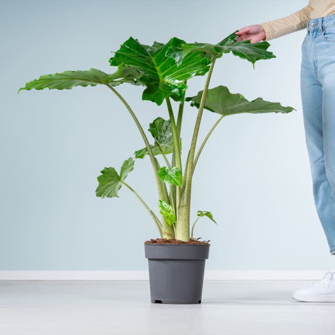 Alocasia 'Portodora' L