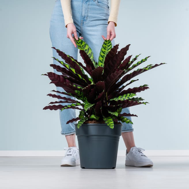 Calathea 'Oppenheimiana' L