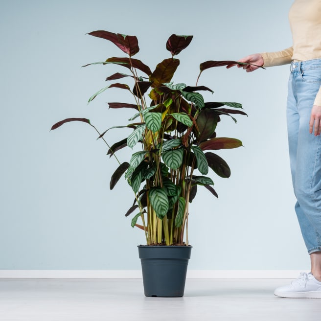 Calathea 'Green Flag' L