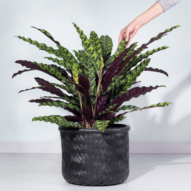 Calathea 'Lancifolia'