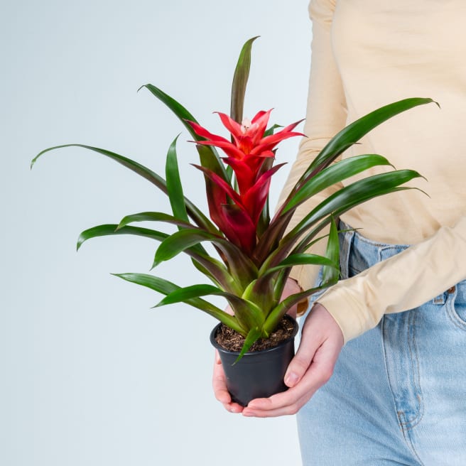 Guzmania 'Libby'