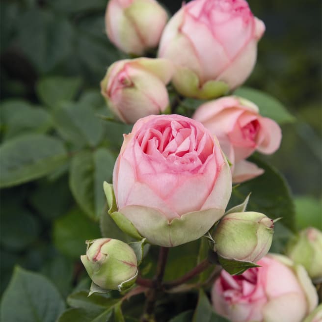 Edelrose 'Charming Piano®'