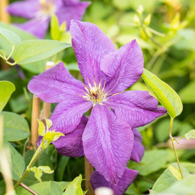 Clematis 'Polish Spirit'