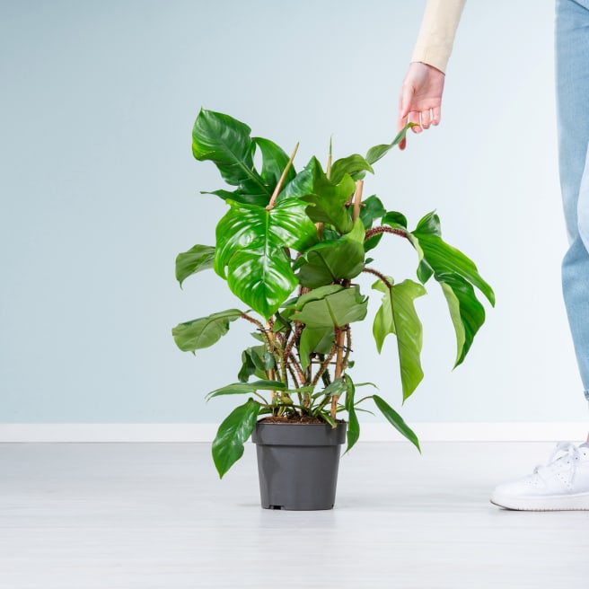 Philodendron 'Red Wonder'