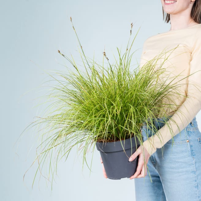 Carex brunnea 'Variegata' L