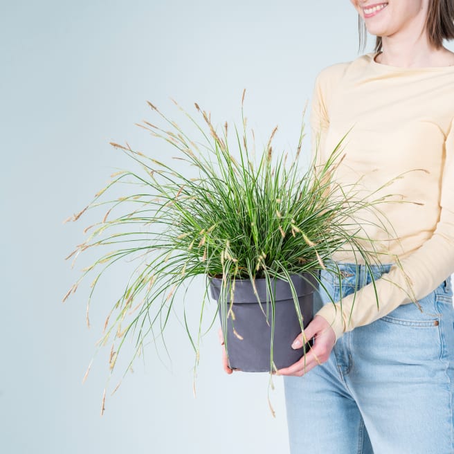 Carex oshimensis 'Everest'