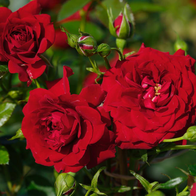 Zwerg-Kletterrose 'Starlet® Rose Natalie'