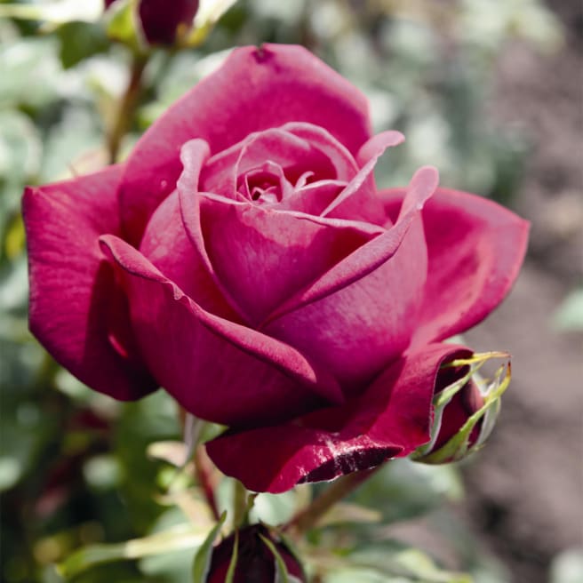 Edelrose 'Johann Wolfgang von Goethe Rose®' - wurzelnackt