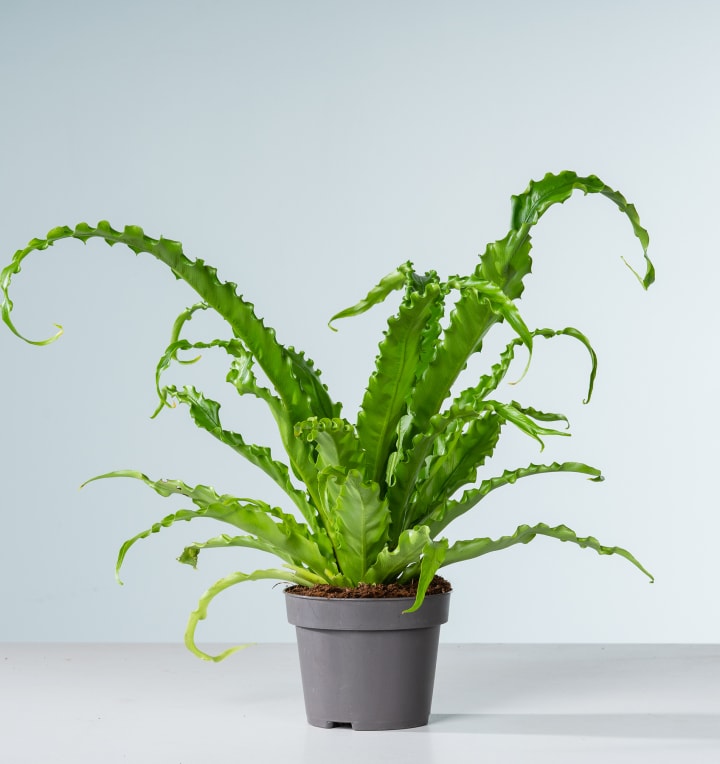 Asplenium 'Osaka'