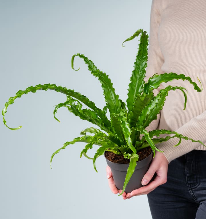 Asplenium 'Osaka'