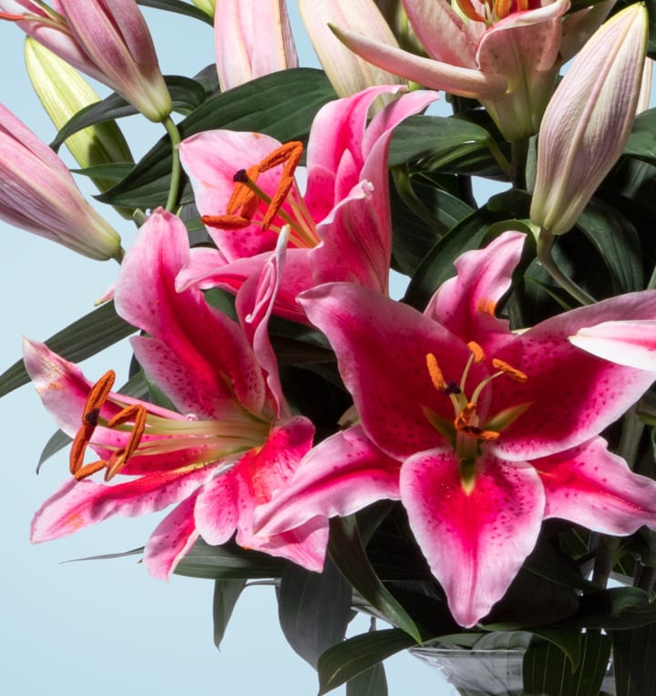 Lilien in Rosa 10 Stiele