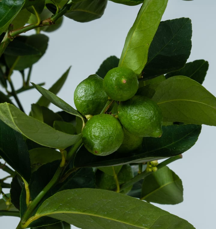 Caipi-Limette 'Lima Verde'