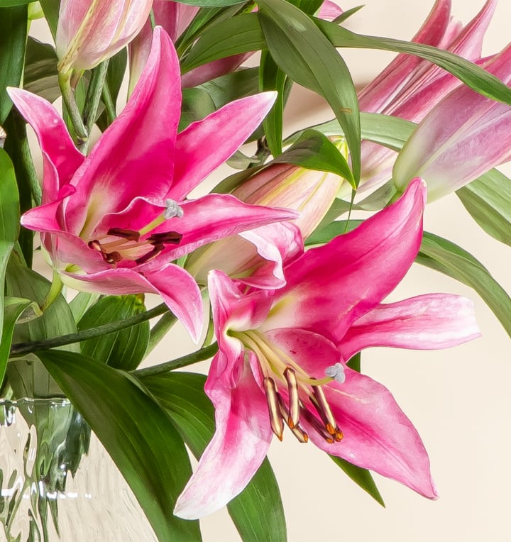 Lilien in Rosa 10 Stiele mit Lieblings-Vase L