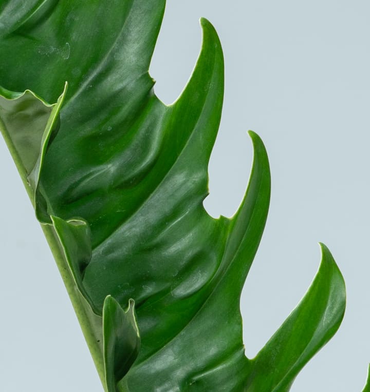 Philodendron 'Narrow' XL