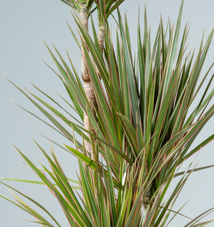 Drachenbaum 'Bicolor' L