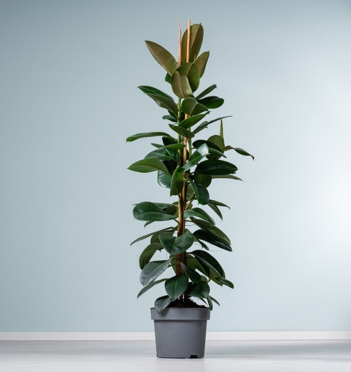 Ficus 'Robusta' XXL