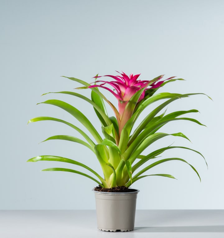 Guzmania 'Deseo Pink'