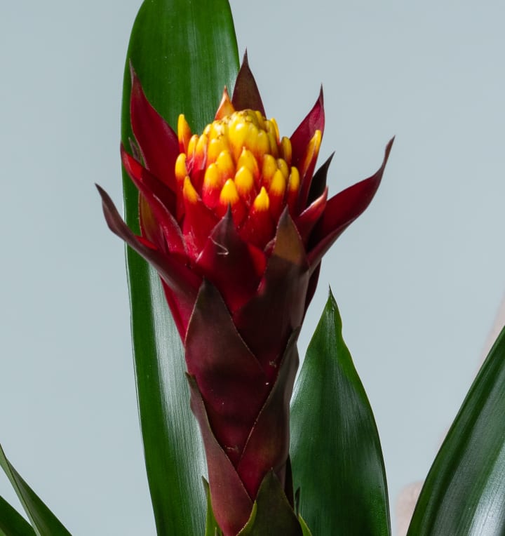 Guzmania 'Akabar'