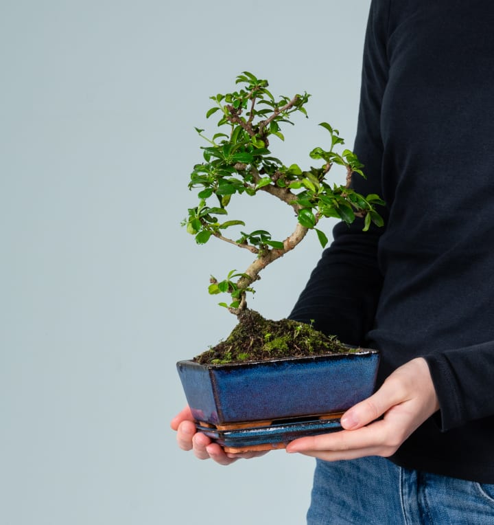 Funkientee Bonsai 'Traditional' S