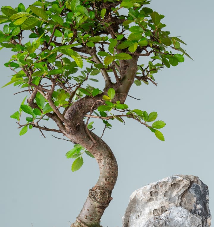 Zelkove Bonsai 'Landscape'