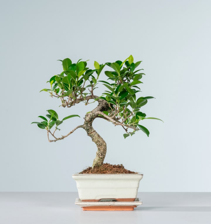 Bonsai-Ficus 'Ginseng' S