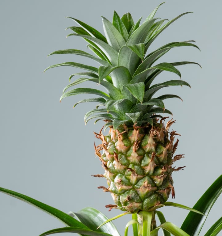 Ananas 'Mi Amigo'