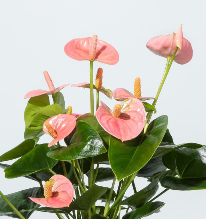 Flamingoblume 'Sweet Dream'