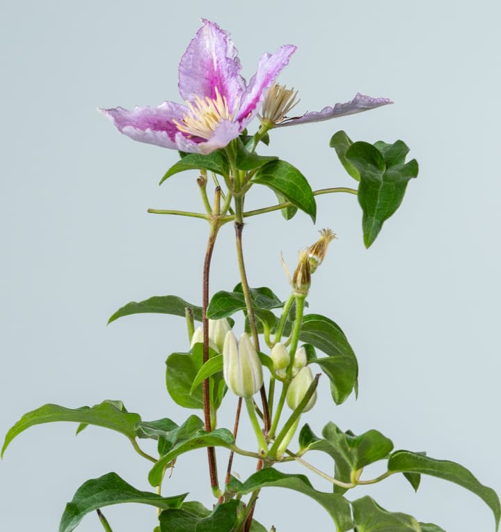 Clematis 'Piilu' M