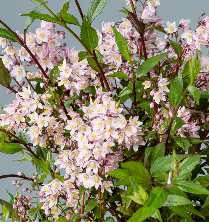 Deutzie 'Yuki Cherry Blossom®'