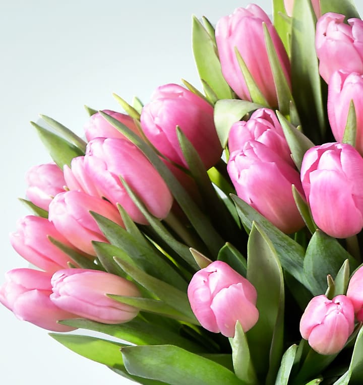 Deal: Rosa Tulpen 30 Stiele