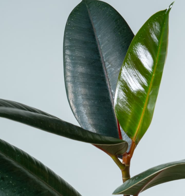 Ficus 'Elastica Decora' - plastikfrei