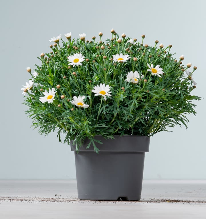 Vilmorin Chrysanthemum Grande Margerite – Weiße Gänseblümchen, 90 X 2 X 160 Cm