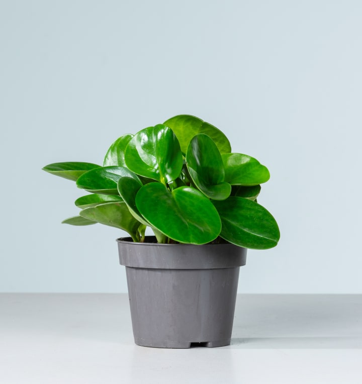 Peperomia 'Green'